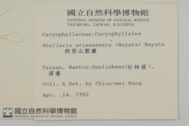 阿里山繁縷藏品圖，第2張