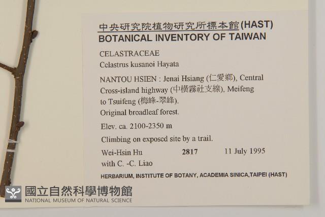 大葉南蛇藤藏品圖，第2張