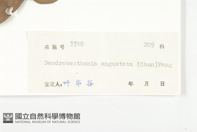 尖葉四照花藏品圖，第3張