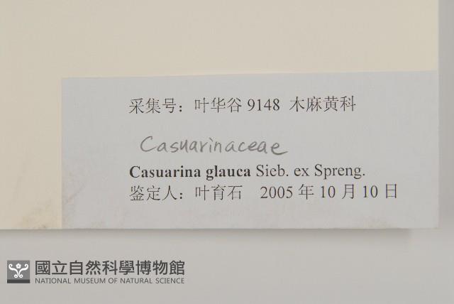 銀木麻黃藏品圖，第3張