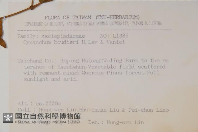 薄葉牛皮消藏品圖，第2張