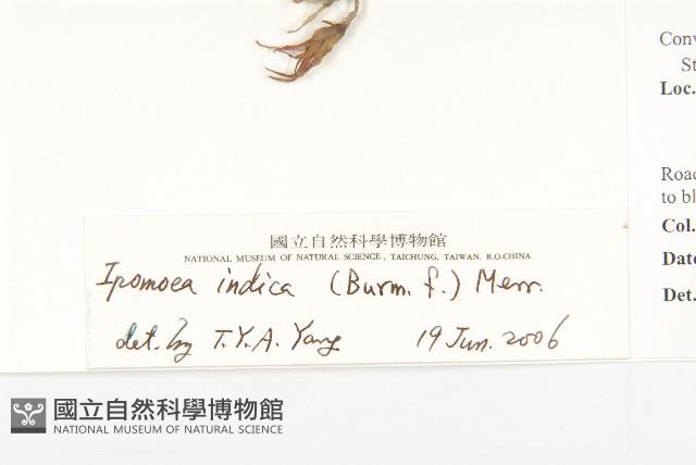 銳葉牽牛藏品圖，第3張