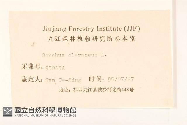 苦滇菜、苦菜藏品圖，第3張