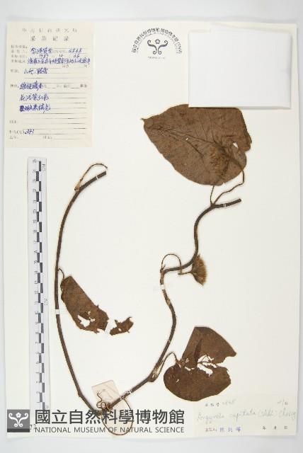 頭花銀背藤藏品圖，第3張