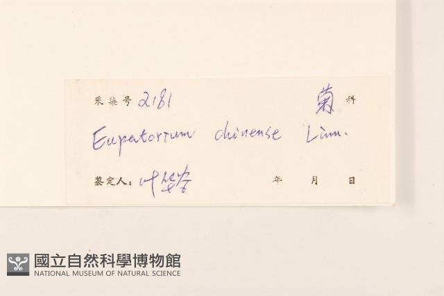 華澤蘭藏品圖，第3張