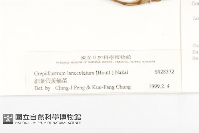 細葉假黃鵪菜藏品圖，第3張