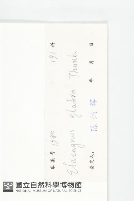 藤胡頹子藏品圖，第3張