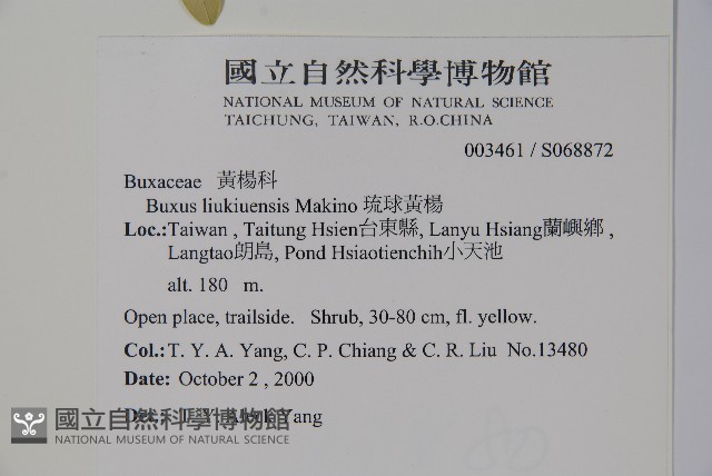 琉球黃楊藏品圖，第2張