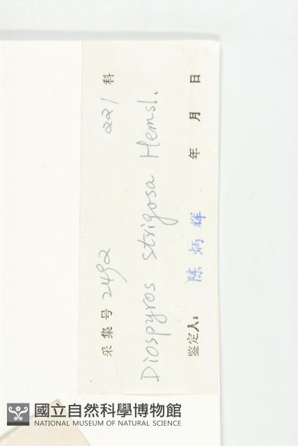 毛柿藏品圖，第3張