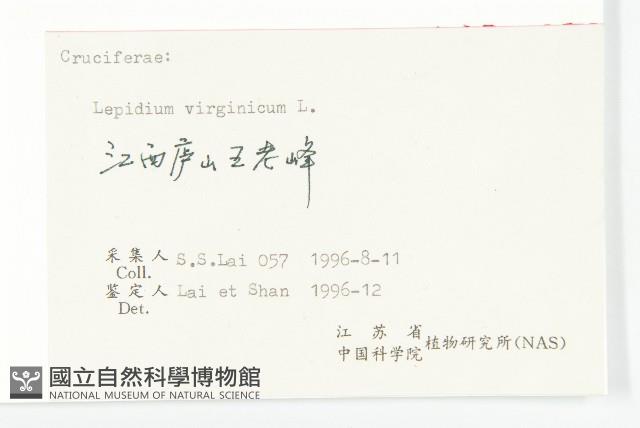 獨行菜藏品圖，第3張