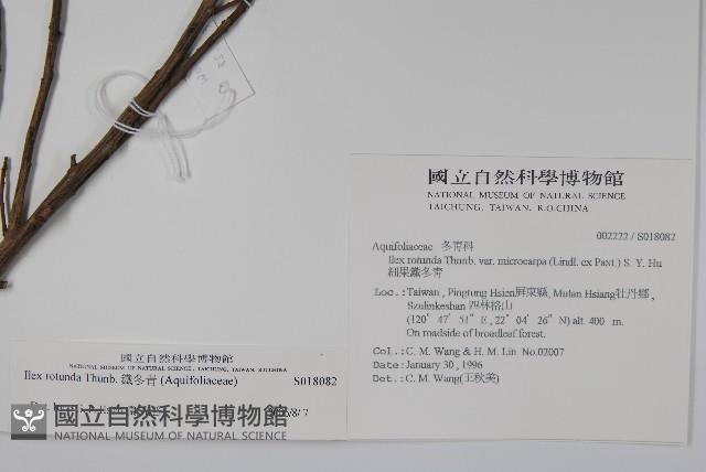 鐵冬青藏品圖，第2張