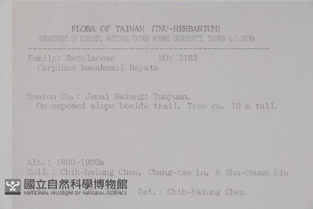 阿里山千金榆藏品圖，第2張