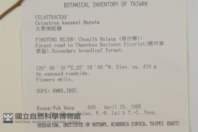 大葉南蛇藤藏品圖，第2張