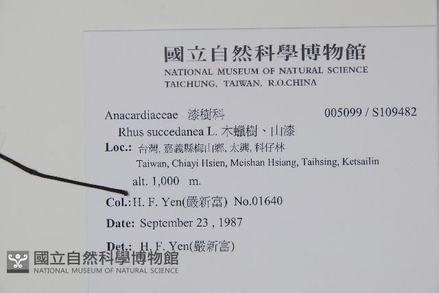 木蠟樹、山漆藏品圖，第2張