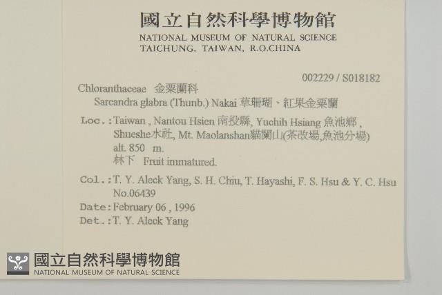 草珊瑚、紅果金粟蘭藏品圖，第2張