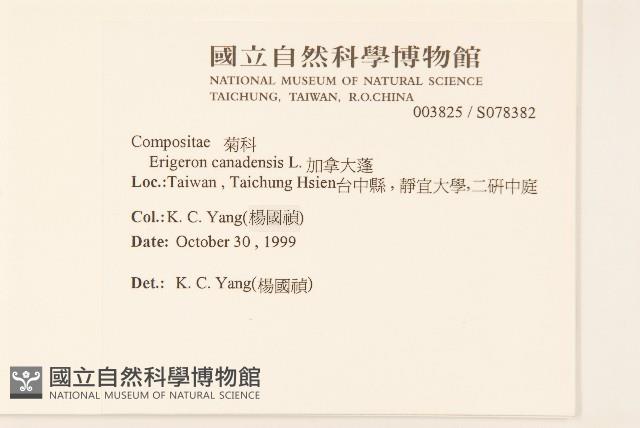 加拿大蓬藏品圖，第2張