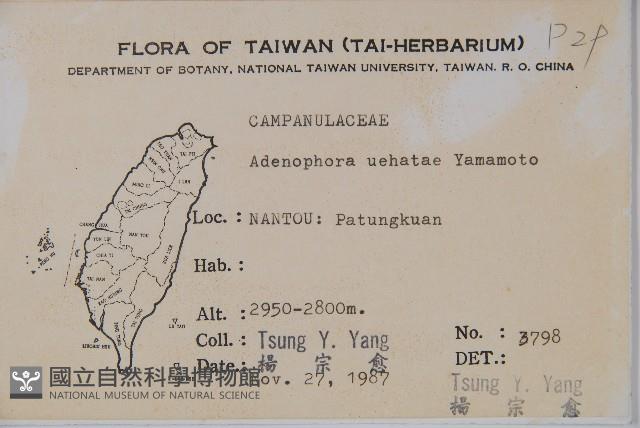 高山沙參藏品圖，第2張