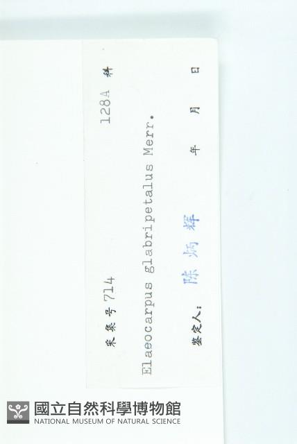 禿瓣杜英藏品圖，第3張