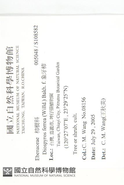 象牙柿藏品圖，第2張