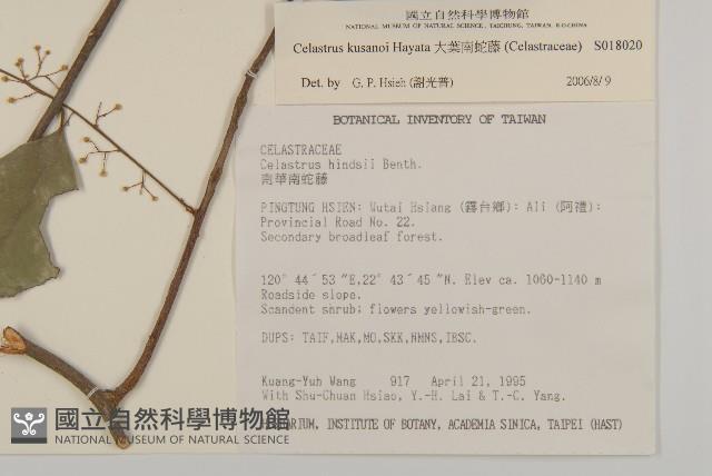 大葉南蛇藤藏品圖，第5張