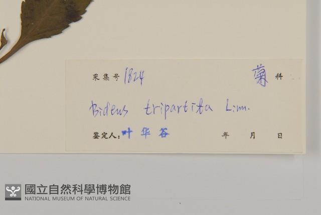 狼把草藏品圖，第3張