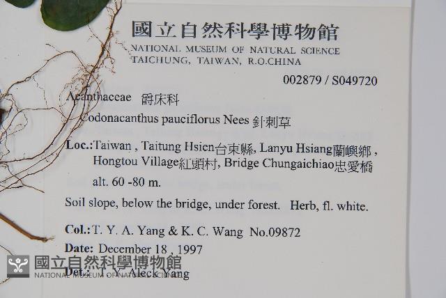 針刺草藏品圖，第2張