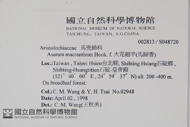 大花細辛、馬蹄香藏品圖，第2張