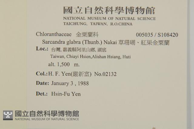 草珊瑚、紅果金粟蘭藏品圖，第2張