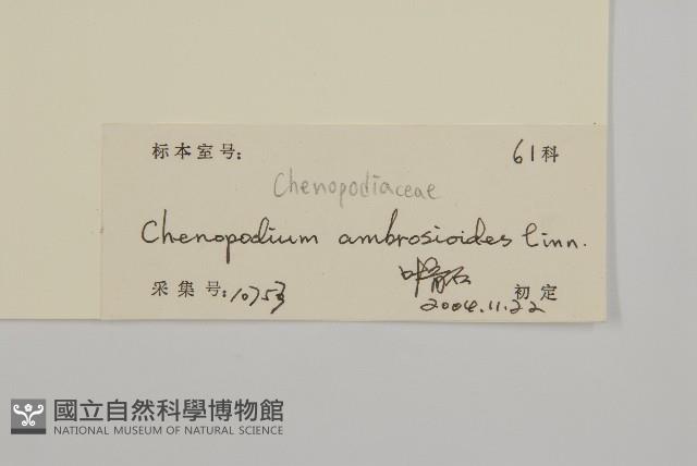 臭杏、土荊芥藏品圖，第3張