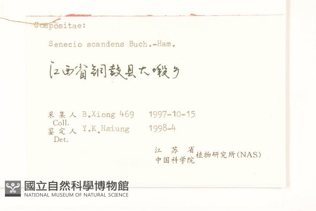 蔓黃菀藏品圖，第3張