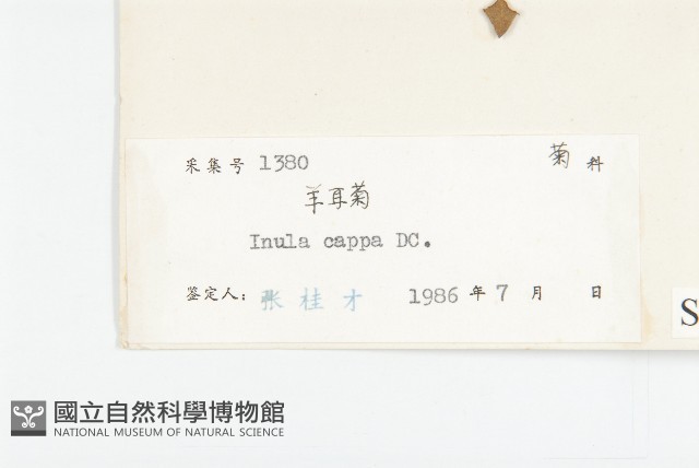 羊耳菊藏品圖，第3張