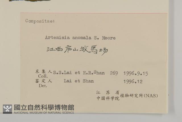 珍珠蒿、奇蒿藏品圖，第3張