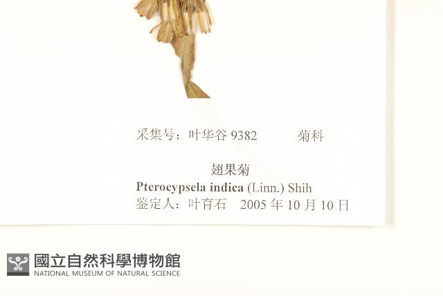 鵝仔草藏品圖，第3張