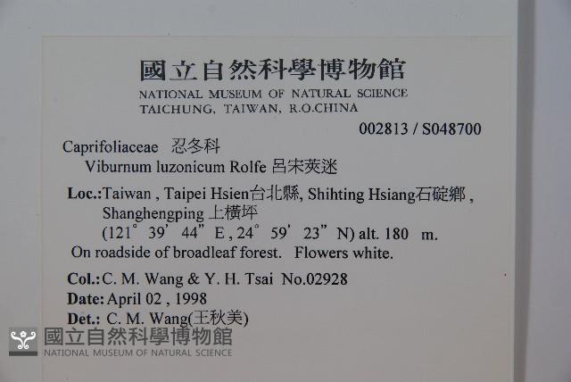 呂宋莢迷藏品圖，第2張