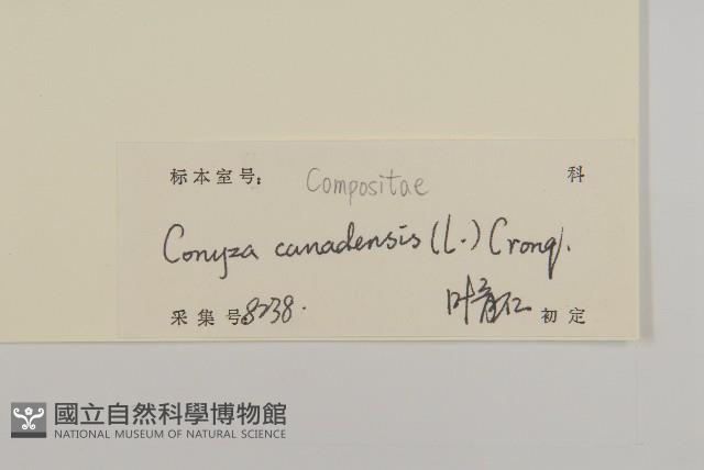 加拿大蓬藏品圖，第3張