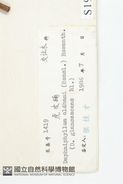 俄氏虎皮楠、蘭嶼虎皮楠、虎皮楠藏品圖，第3張