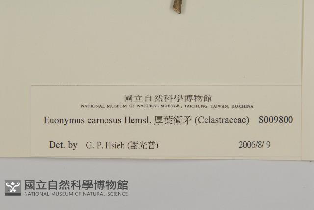 厚葉衛矛, 源一木藏品圖，第3張