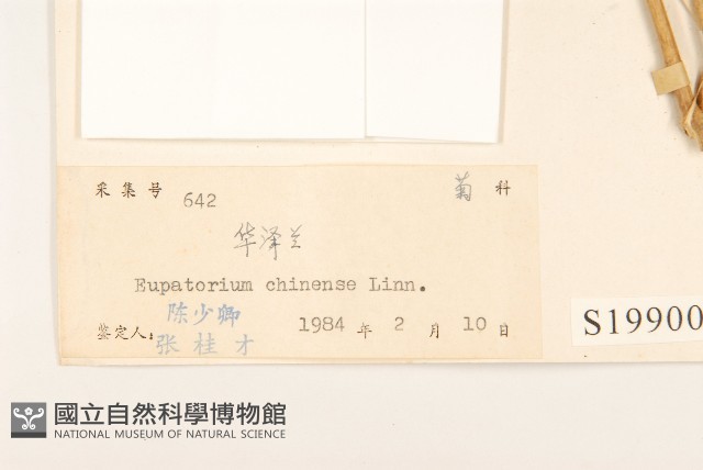 華澤蘭藏品圖，第3張