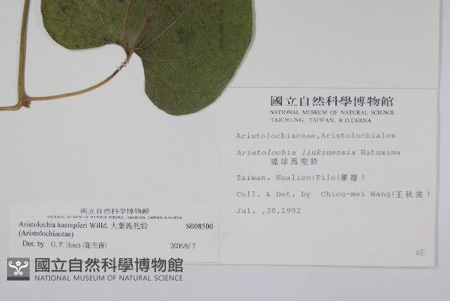 大葉馬兜鈴藏品圖，第2張