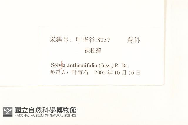 假吐金菊藏品圖，第3張