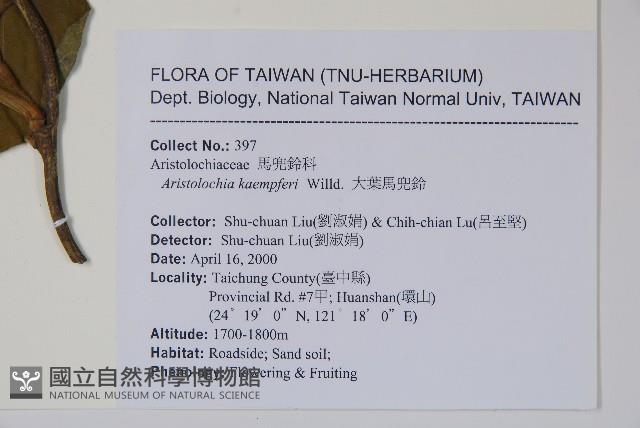 大葉馬兜鈴藏品圖，第2張