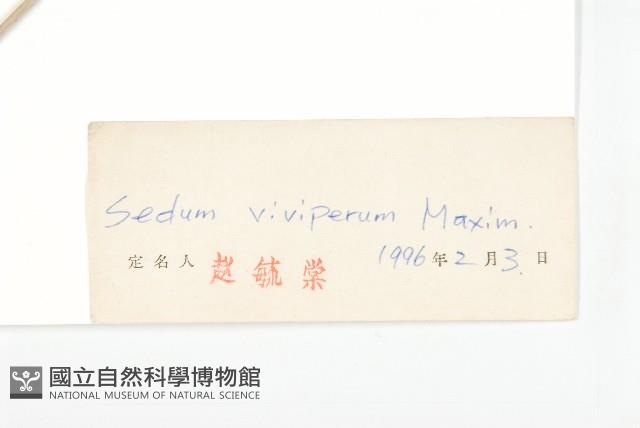 珠芽景天藏品圖，第3張