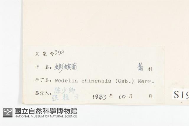 蟛蜞菊藏品圖，第3張