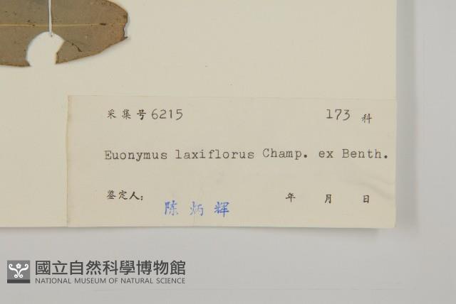 大丁黃藏品圖，第3張