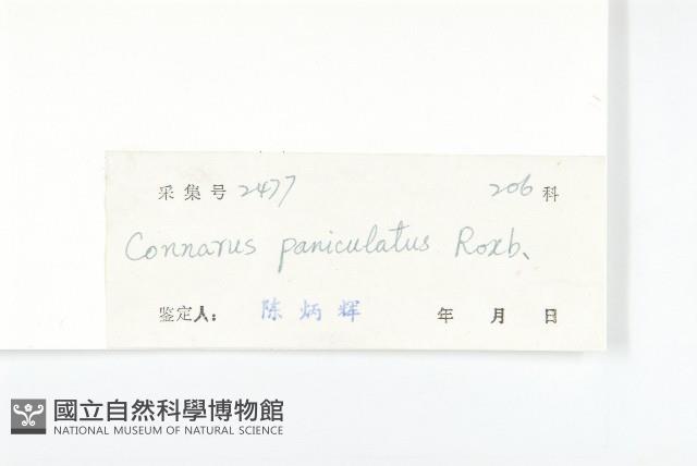 牛栓藤藏品圖，第3張