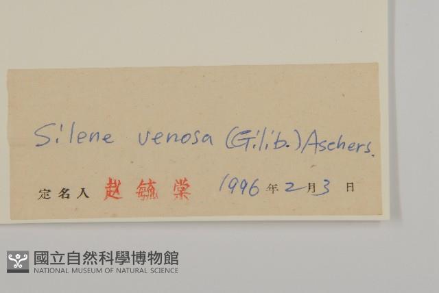 狗筋麥瓶草藏品圖，第3張