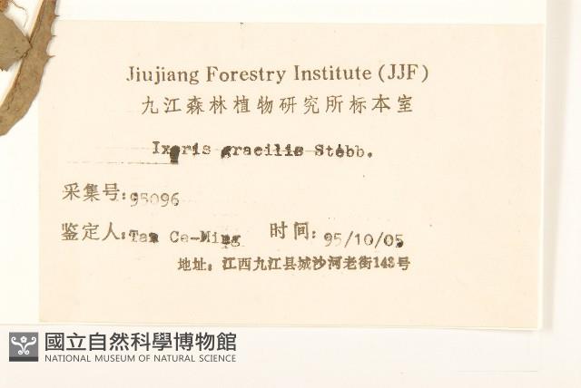 細葉苦實藏品圖，第3張