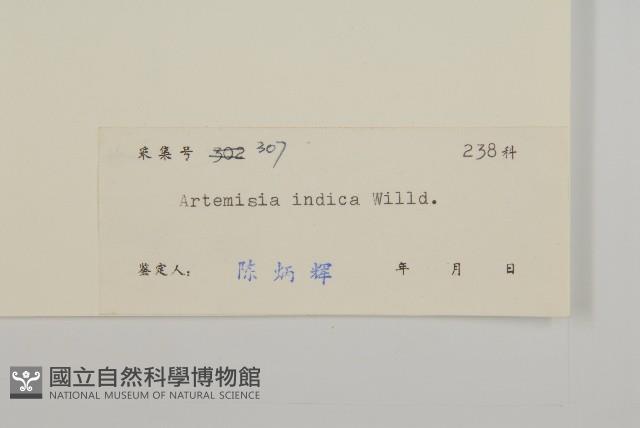 艾、五月艾藏品圖，第3張