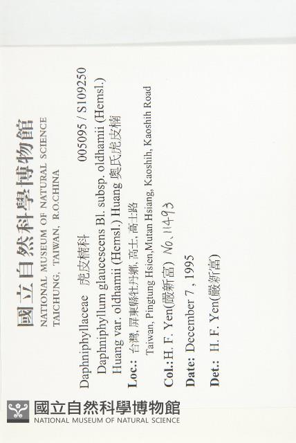 奧氏虎皮楠藏品圖，第2張