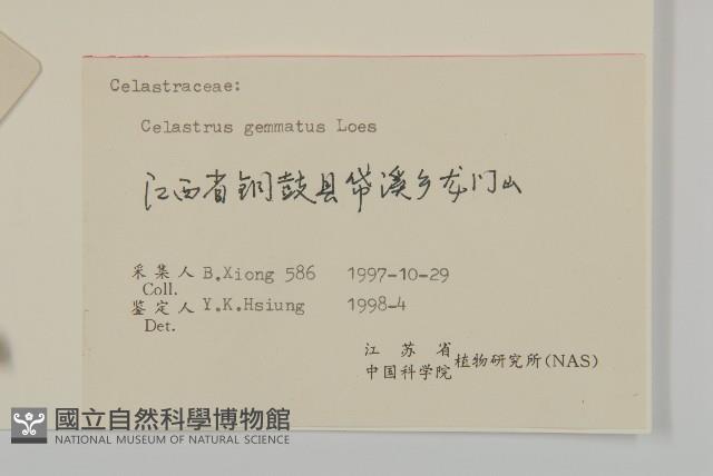 哥蘭葉藏品圖，第3張